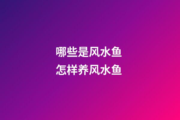 哪些是风水鱼 怎样养风水鱼